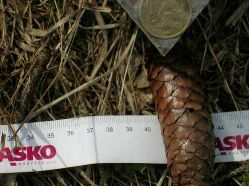 Minelab Advantage detail dosahu na korunu